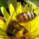 Honeybee - Apis mellifera L.